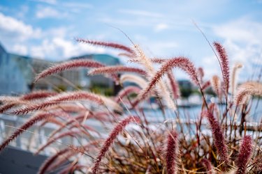 Defocused View of Purple Fountain Grass