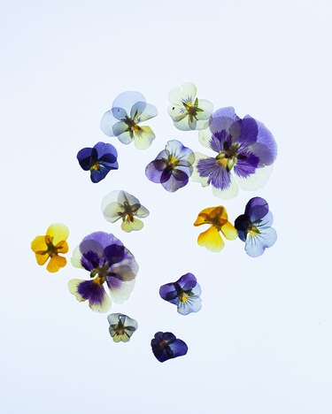 Pressed Pansy Petals on a White Background