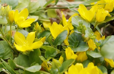 Moneywort, creeping Jenny (Lysimachia nummularia)