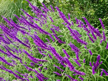 Purple Mexican Bush Sage, salvia leucantha flowers near green grass