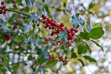 Holly Ivy Tree