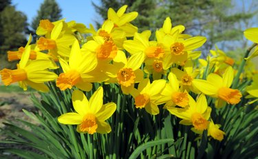 Daffodils