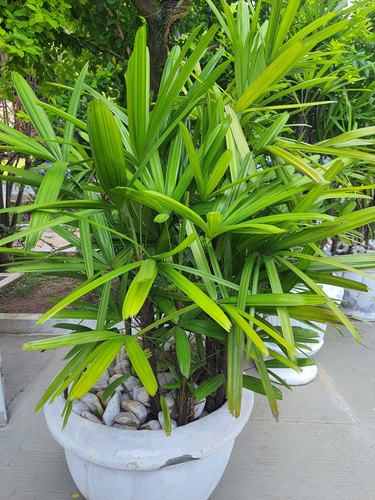 Rhapis excelsa in a white pot.