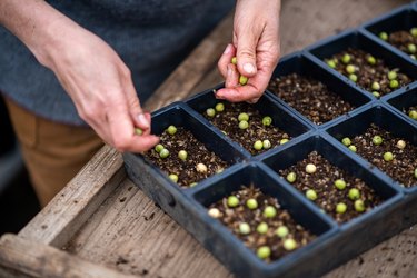 A Person Plants Seeds In A Tray