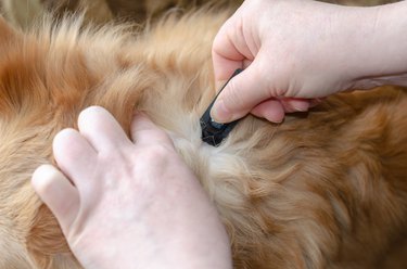 A woman hand applies Dog Flea & Tick Drops to the skin of a cute red mixed breed dog.