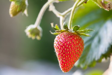 Close-up, shallow focus of a ripe strawberry seen hanging from a hanging basket in early summer.