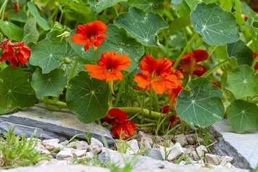 Orange Nasturtium flower Tropaeolum majus is edible and makes an attractive ground cover.