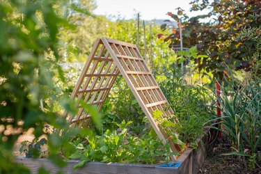 An a-frame cedar trellis