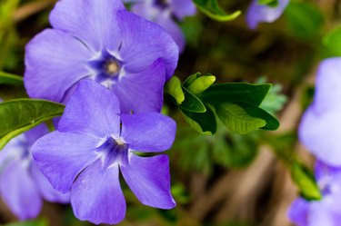 Vinca minor, common names lesser periwinkle or dwarf periwinkle in Botanical Garden