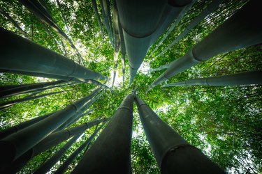 Bamboo forest in Asia in day
