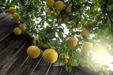 Grapefruit tree full of ripe fruit