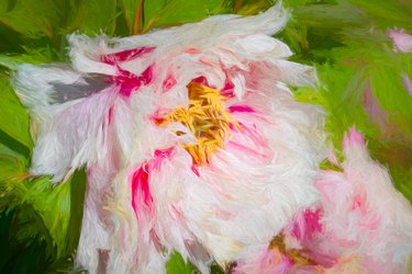 Peony rose flower after rain
