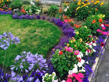 High Angle View Of Multi Colored Flower Bed In Back Yard