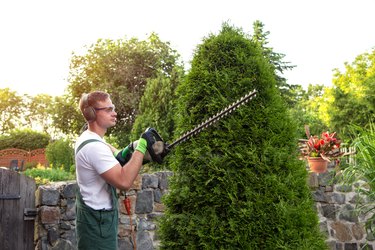 Gardener at gardening