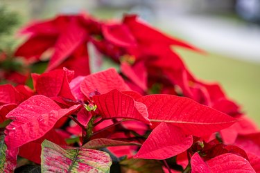 Poinsettia flowers decoration in park