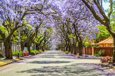 Purple blue Jacaranda mimosifolia bloom in Johannesburg and Pretoria street during spring in October in South Africa