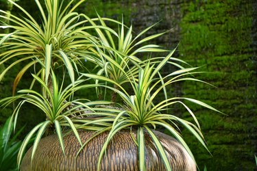 Chlorophytum comosum