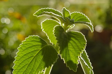 Close-up of Plectranthus species in backyard