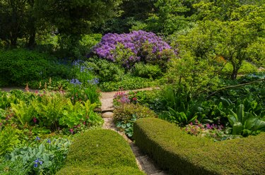 Hedges at Hidcote Manor