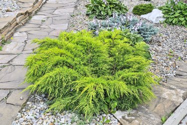 Juniper medium Gold Kissen - ornamental dwarf conifer for landscaping