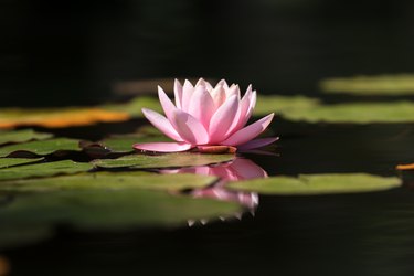 Close-up of lotus water lily in lake