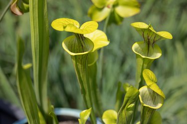 Close-up view of nice lush green trumpet pitchers