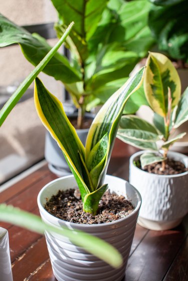 A young growing snake plant (Dracaena trifasciata, Mother-in-Law's Tongue) sits in a small white pot