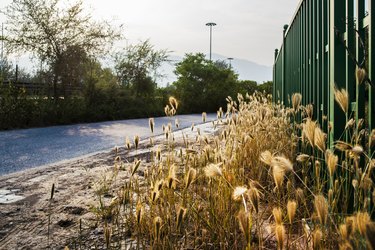 Foxtail weed grass flowers in morning golden