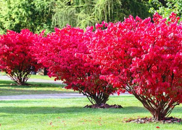 A fragment of the autumn park .