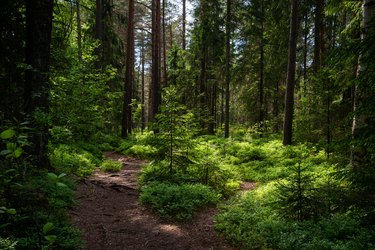 Mysterious path full of roots in the middle of wooden coniferous forrest, surrounded by green bushes and leaves and ferns