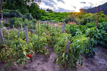 Sunset over the orchard