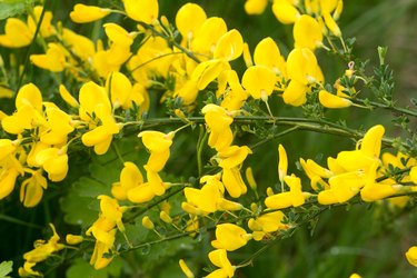 Cytisus scoparius common broom shrub with yellow flowers selective focus