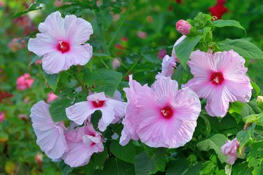 Hibiscus moscheutos / Rose Mallow / Swamp Mallow Flower