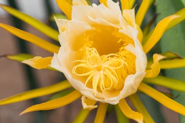 Blossom white flower of dragon fruit