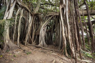Lord Howe Island