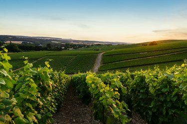 Row vine grape in champagne vineyards at montagne de reims countryside village background