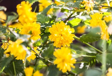 Closeup of golden Japanese kerria, adeciduous shrub in the rose family Rosaceae,grows in China, Japan, Korea. Gardening, landscape design, yellow flowering plant, bush.Lazy gardener. Horizontal plane.