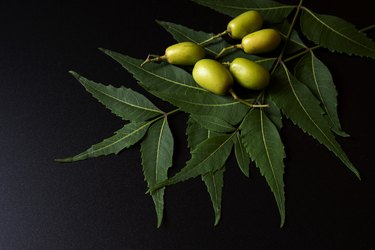Green Neem leaves & nuts isolated