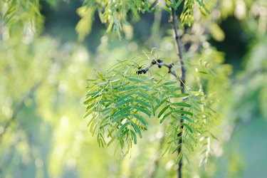 Mesquite tree leaves close up