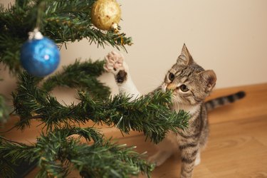 kitten cute sweet tabby playing with christmas decorations