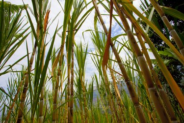 Peru, Jilili, Sicchez, sugarcane