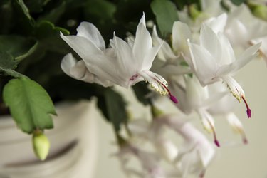Flowering Christmas cactus. Schlumbergera truncata