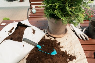 Planting a bush in flower pot using dirt in garden center
