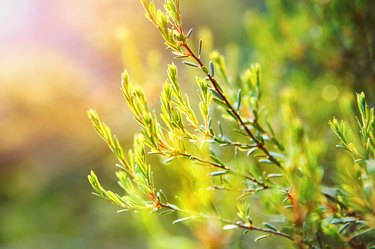 Tea tree plant