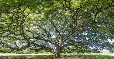 Old tree with beautiful branch