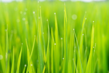 Fresh green grass with dew drops in sunshine on auttum. Abstract blurry background. Nature background. Texture.