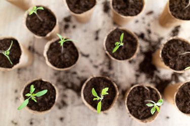 Tomato seedlings.
