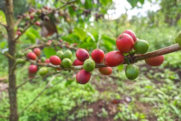 red coffee cherries on the tree