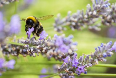 Bee pollinating lavender flower