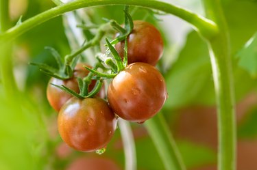 Fresh tomatoes growing